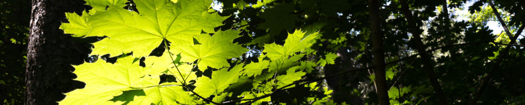 Maple leaves in dappled sunlight.