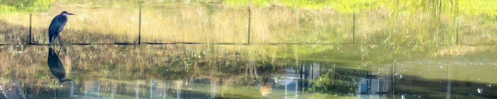 A Great Blue Heron on the reflection of a fence on  in a pond.